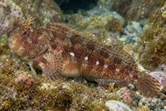 Parablennius sanguinolentus