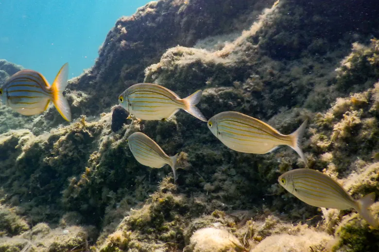 Sarpa salpa