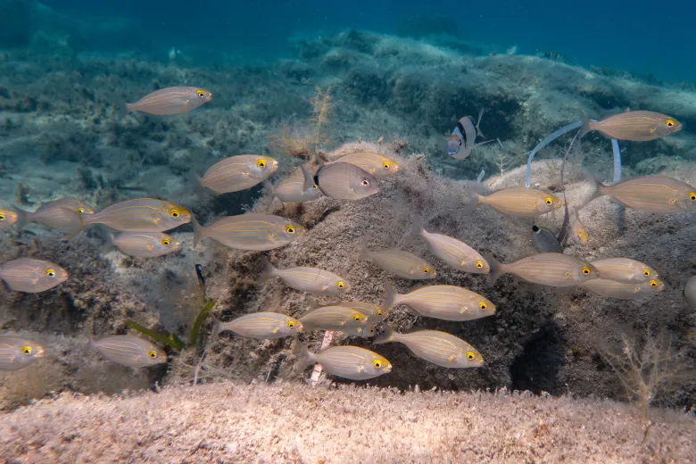 Sarpa salpa