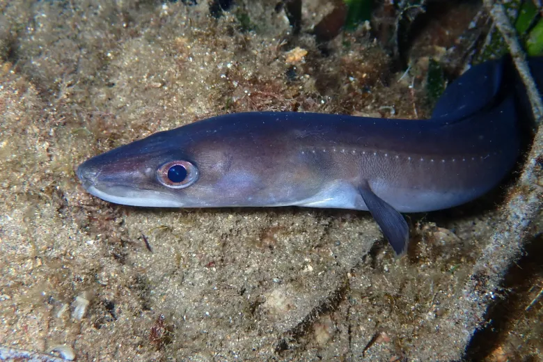 Conger conger