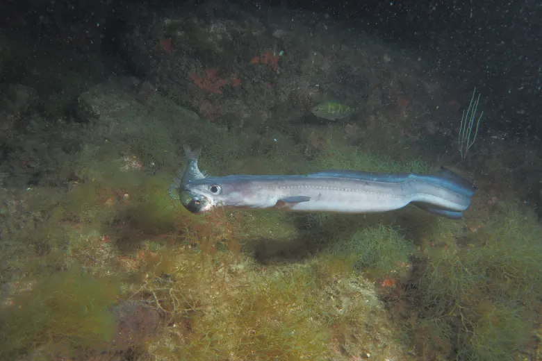 Conger conger