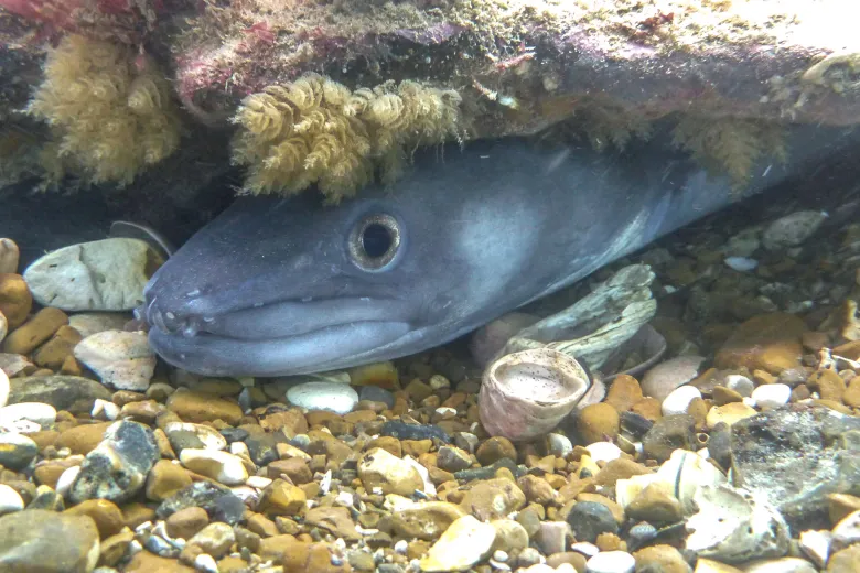 Conger conger