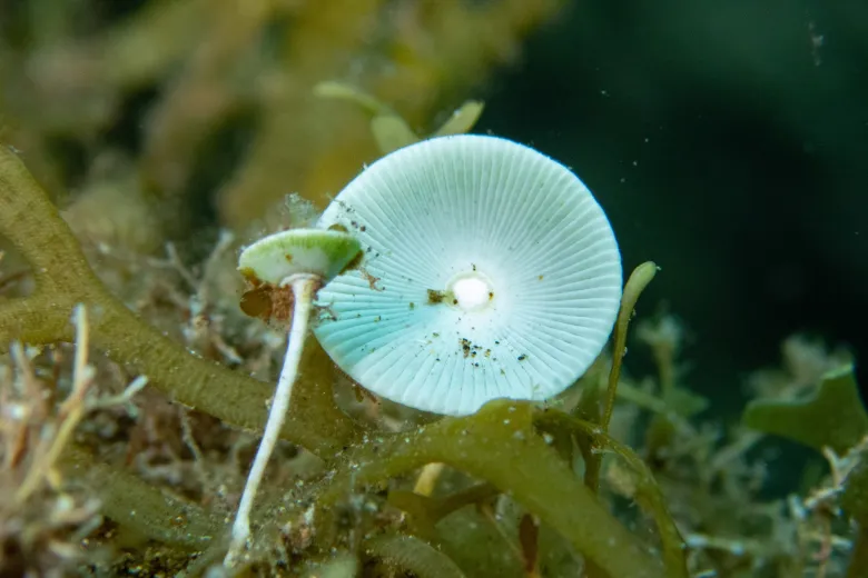 Acetabularia acetabulum
