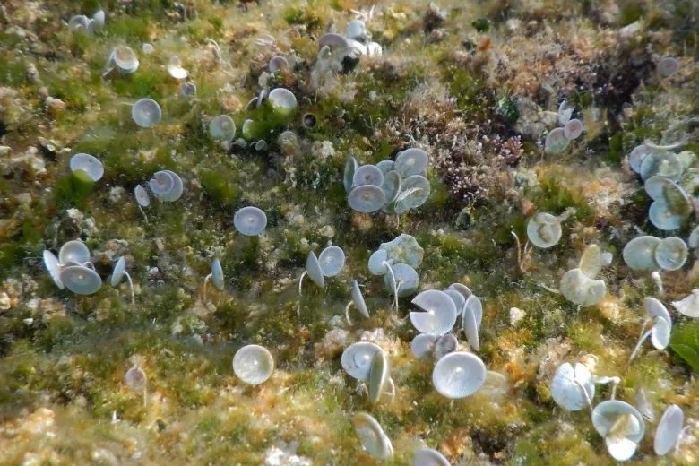Acetabularia acetabulum