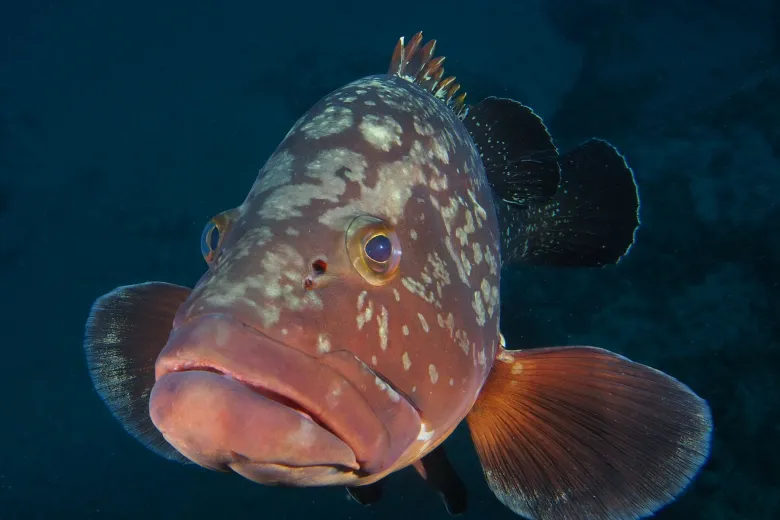 Epinephelus marginatus