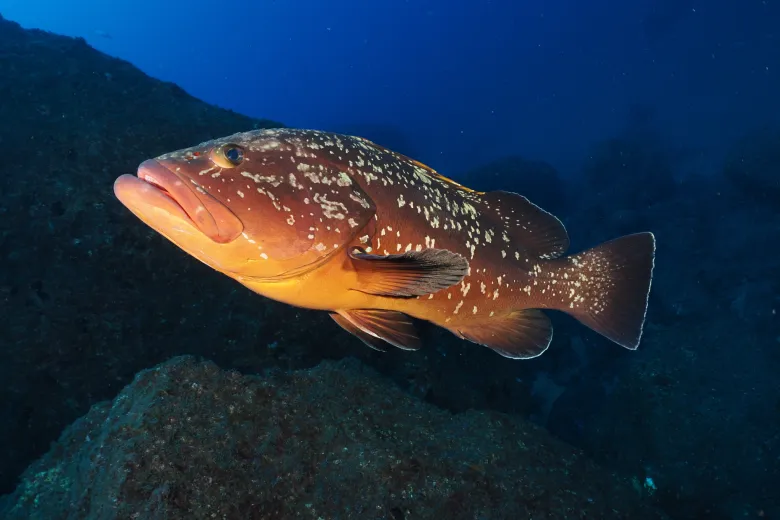 Epinephelus marginatus