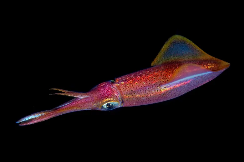 Loligo vulgaris