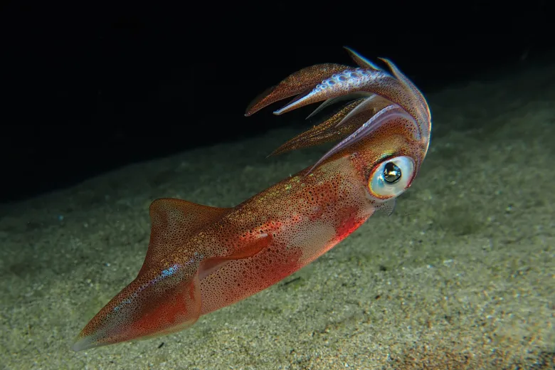 Loligo vulgaris