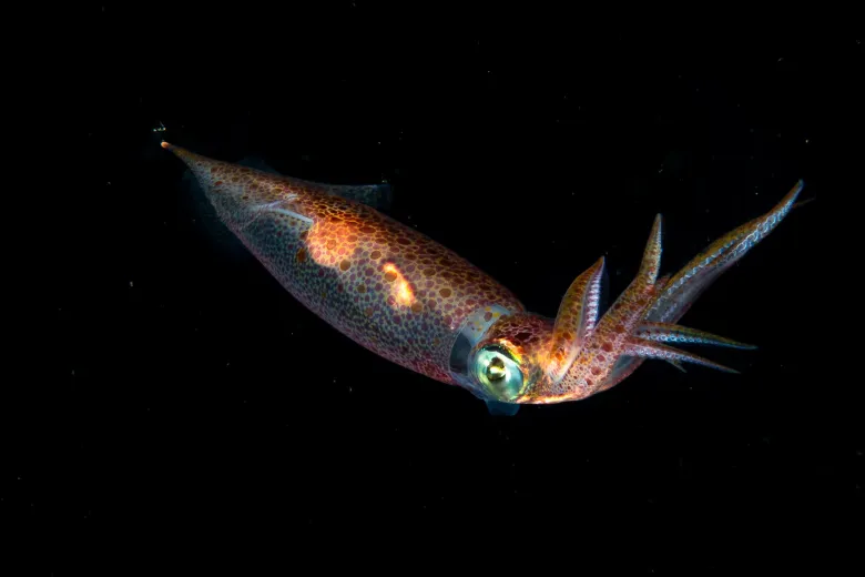 Loligo vulgaris