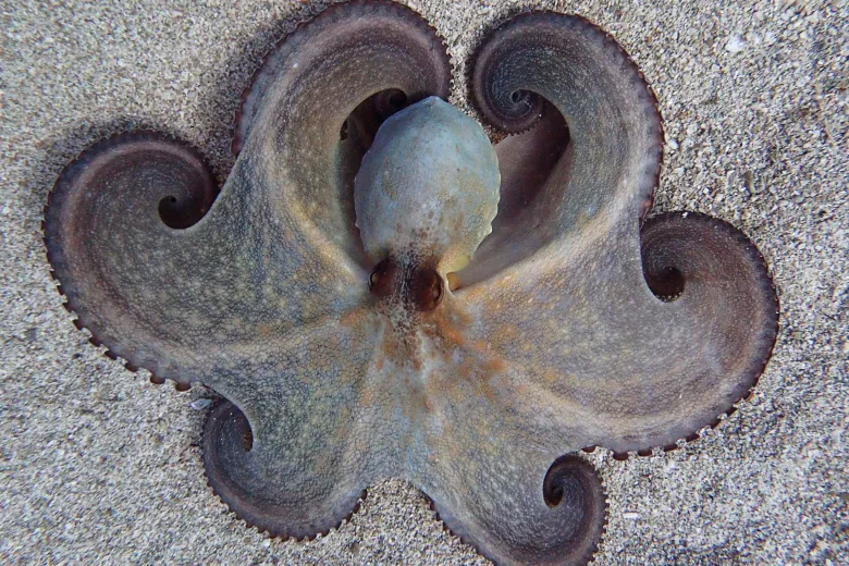 Octopus vulgaris