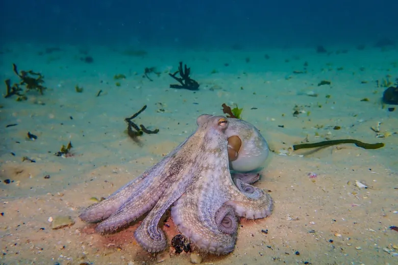 Octopus vulgaris