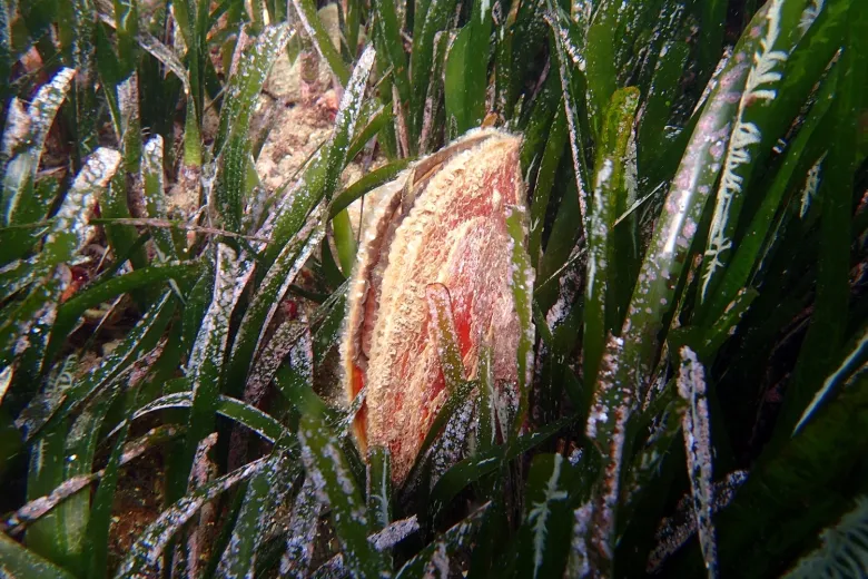 Pinna nobilis