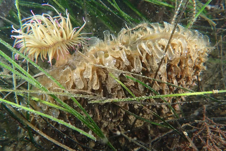 Pinna nobilis
