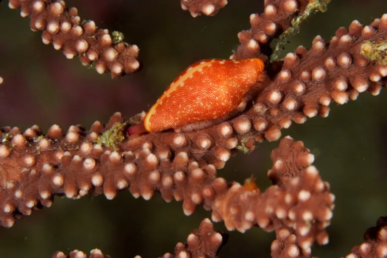 Simnia spelta