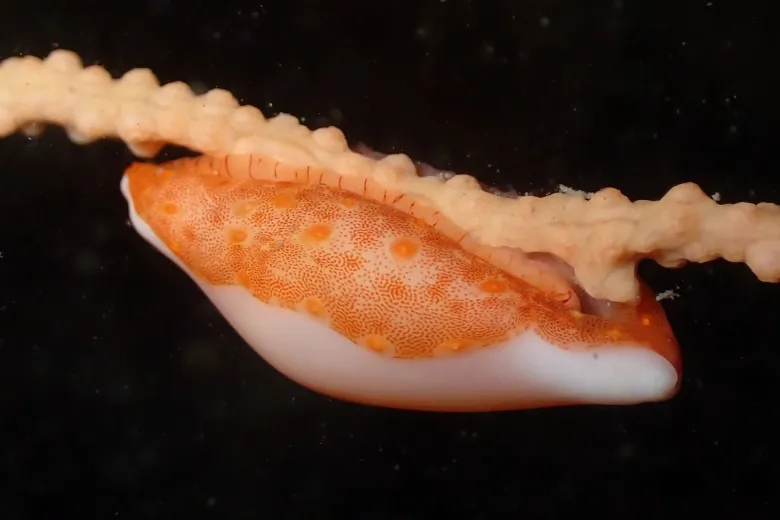 Simnia spelta
