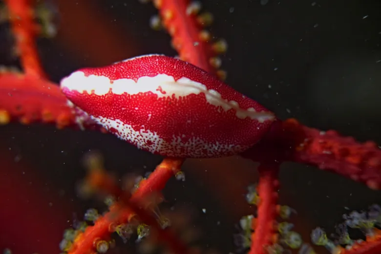 Simnia spelta