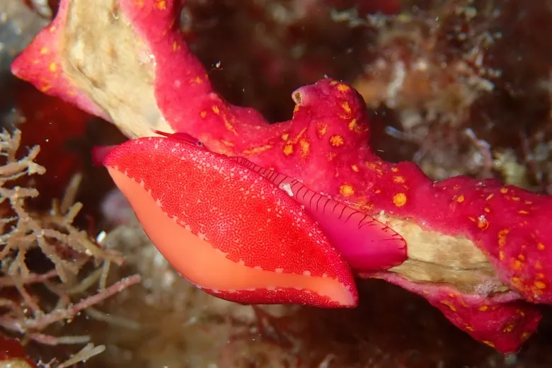 Simnia spelta