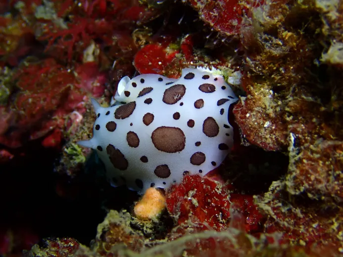 Peltodoris atromaculata