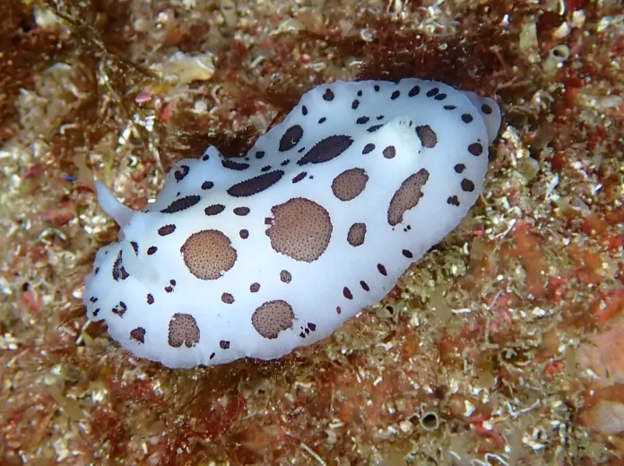 Peltodoris atromaculata