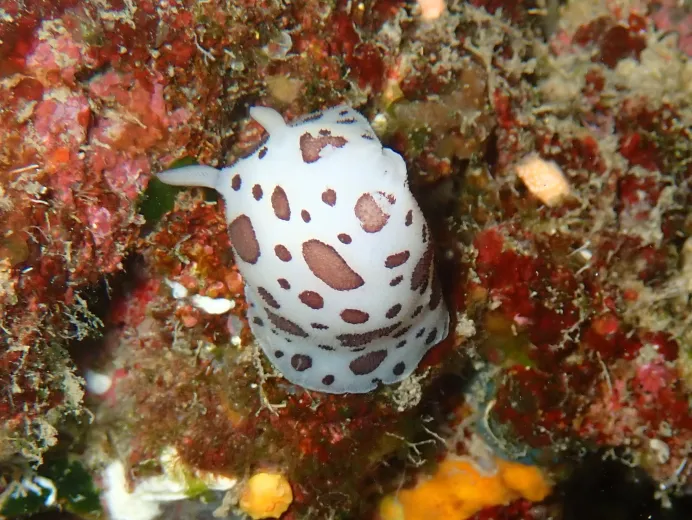 Peltodoris atromaculata
