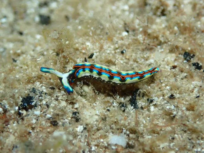 Thuridilla hopei
