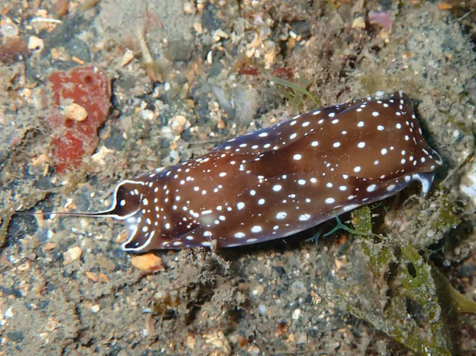 Aglaja tricolorata