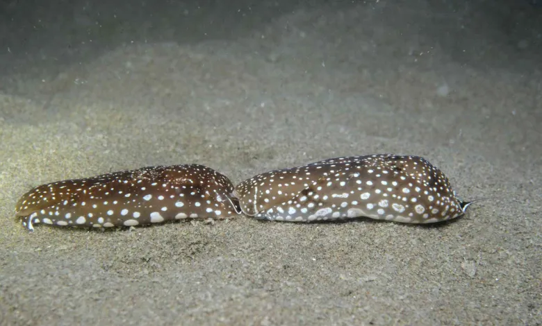 Aglaja tricolorata