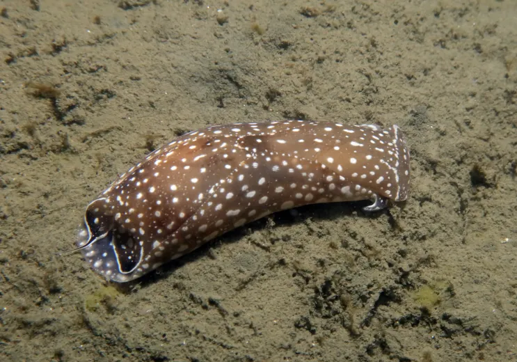 Aglaja tricolorata