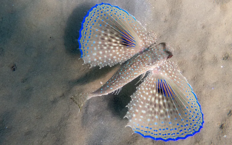 Dactylopterus volitans