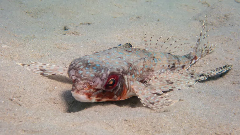 Dactylopterus volitans