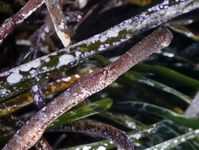 Syngnathus typhle