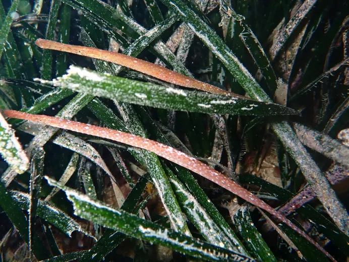 Syngnathus typhle