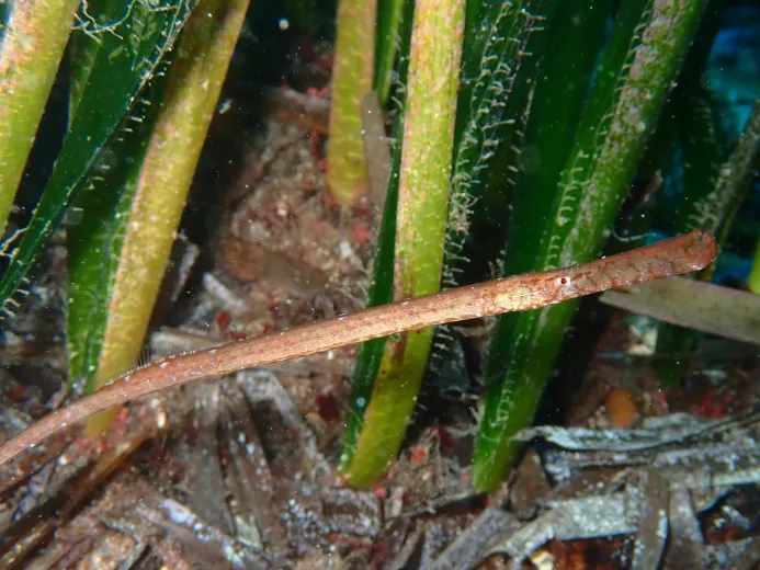 Syngnathus typhle