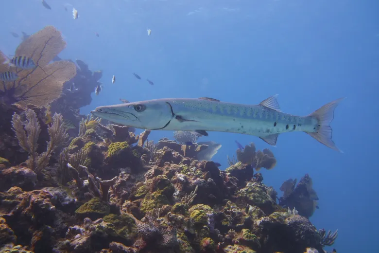 Sphyraena sphyraena