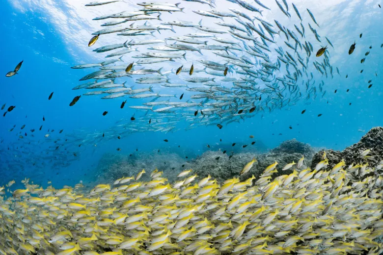 Sphyraena sphyraena