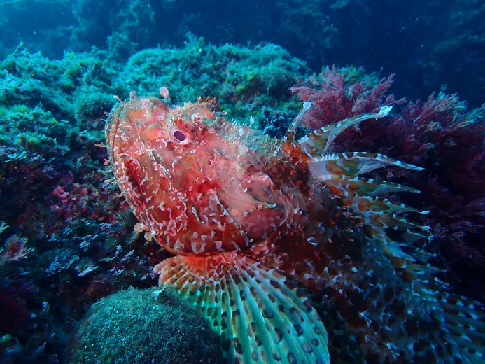 Scorpaena scrofa