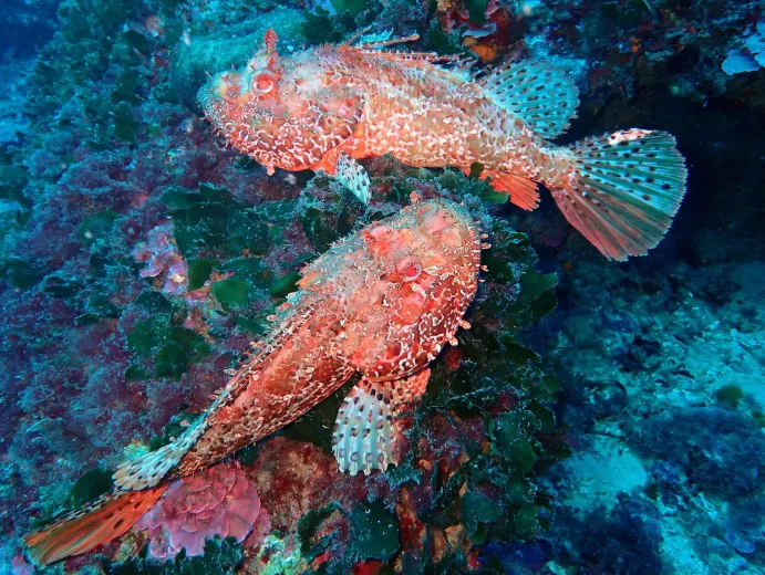 Scorpaena scrofa