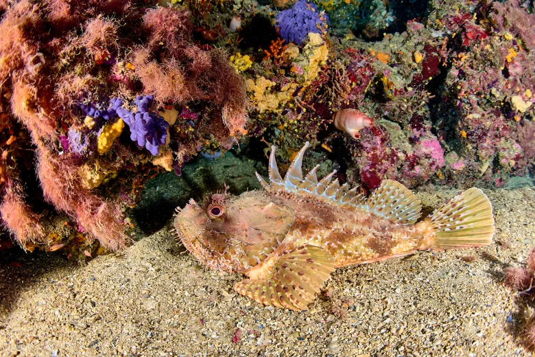 Scorpaena scrofa
