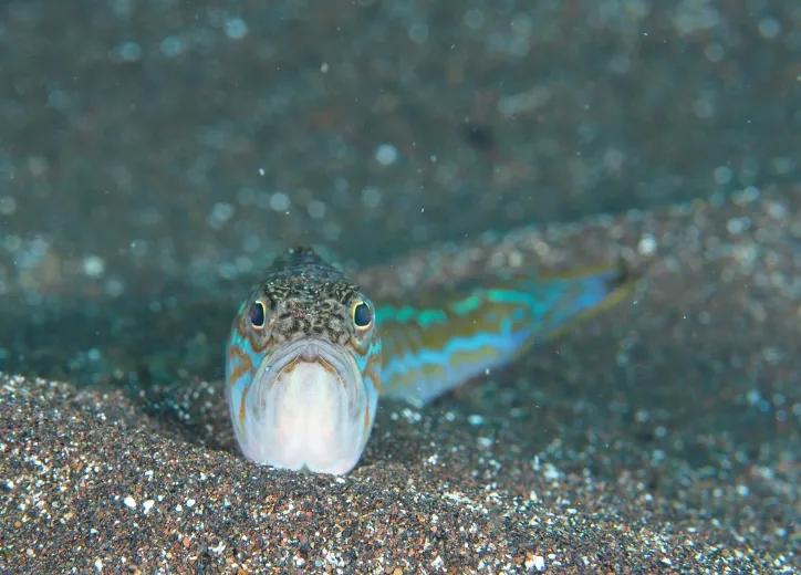 Trachinus draco