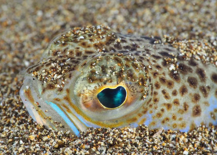 Trachinus draco