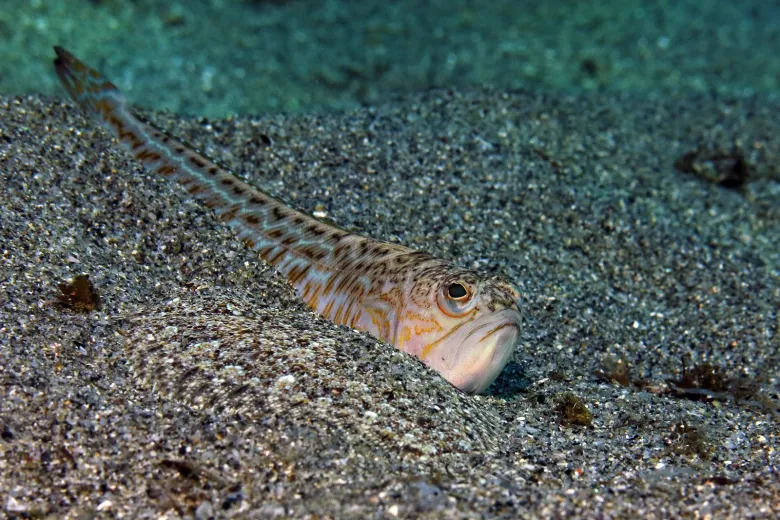 Trachinus draco