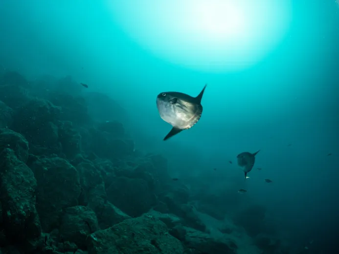 Mola mola