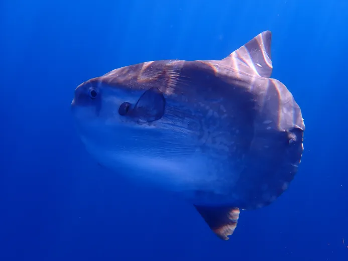 Mola mola
