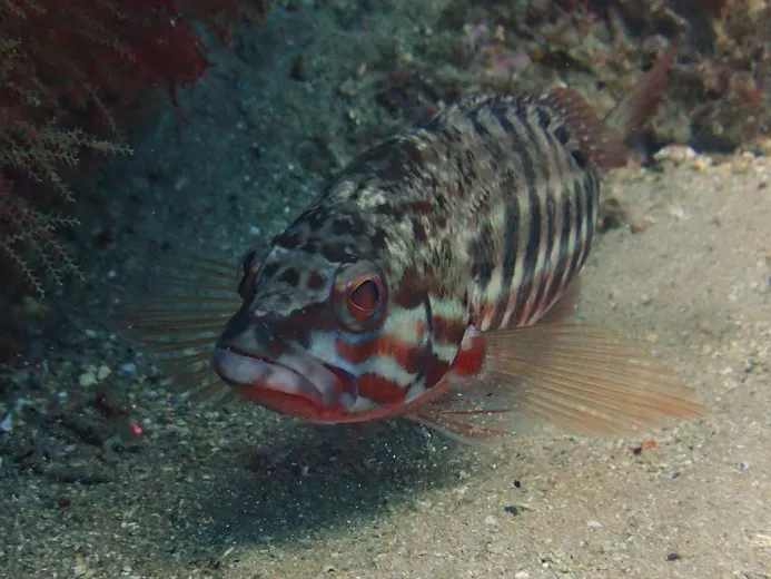 Serranus cabrilla
