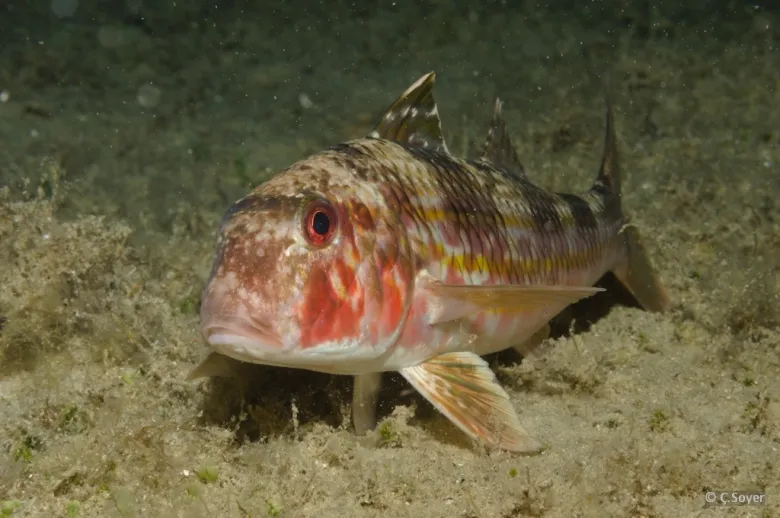Mullus surmuletus