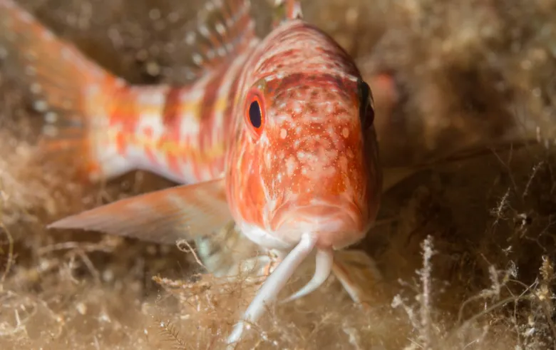 Mullus surmuletus