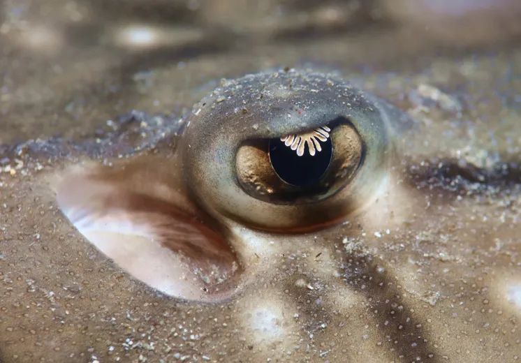 Raja undulata