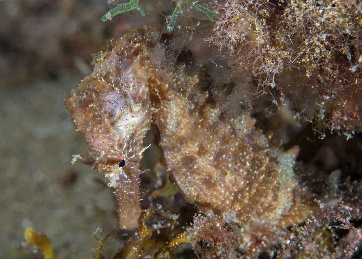 Hippocampus hippocampus