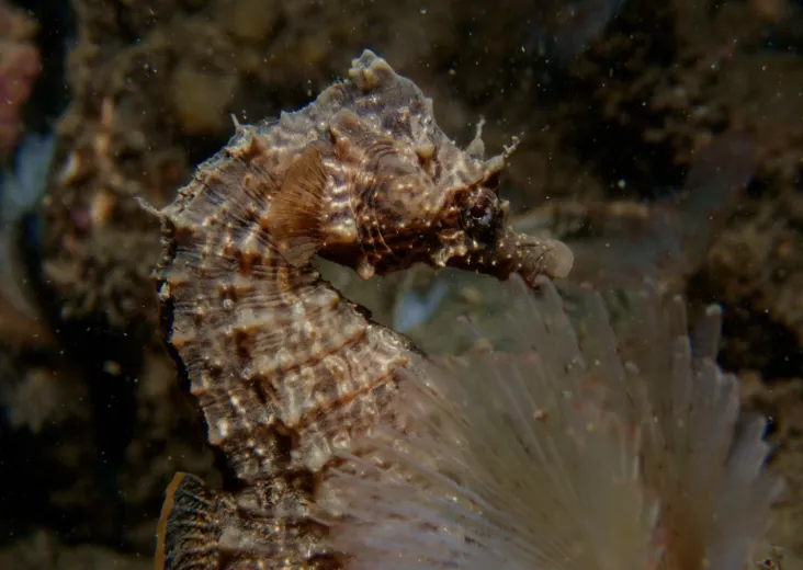 Hippocampus hippocampus