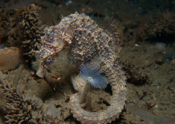 Hippocampus hippocampus